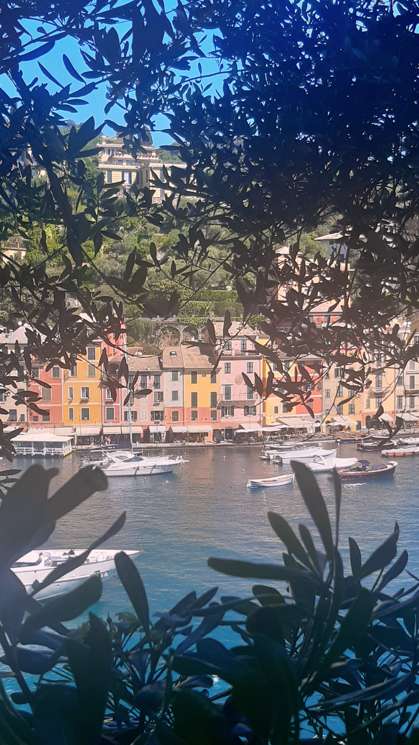 Vue sur Portofino à travers les oliviers